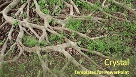  Presentation with banyan tree - Beautiful PPT theme featuring closeup of banyan tree roots backdrop and a tawny brown colored foreground