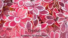  Presentation with barberry - Presentation design featuring closeup of barberry leaves covered background and a coral colored foreground