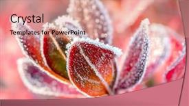  Presentation with barberry - PPT theme with closeup of barberry leaves covered background and a coral colored foreground