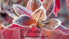  Presentation with barberry - Cool new theme with closeup of barberry leaves covered backdrop and a red colored foreground