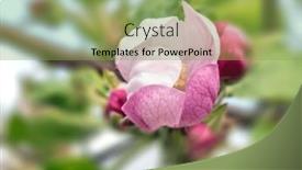  Presentation with bud - PPT theme featuring closeup-of-beautiful-apple-tree background and a seafoam green colored foreground