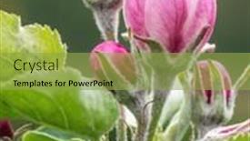  Presentation with bud - Presentation theme having closeup-of-beautiful-apple-tree background and a yellow colored foreground