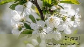  Presentation with cherry blossom - Presentation with closeup-of-beautiful-cherry-tree background and a mint green colored foreground