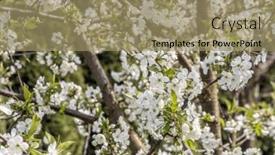  Presentation with cherry blossom - Presentation design featuring closeup-of-beautiful-cherry-tree background and a coral colored foreground