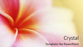  Presentation with hawaiian flower - Theme having extreme closeup of beautiful pink background and a lemonade colored foreground