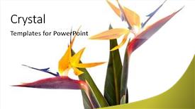  Presentation with tropical flowers - Colorful PPT theme enhanced with closeup of beautiful tropical bird backdrop and a white colored foreground