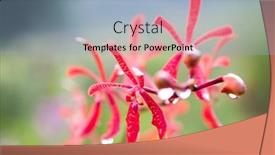  Presentation with tropical - Presentation theme enhanced with closeup-of-beautiful-tropical-red background and a light blue colored foreground