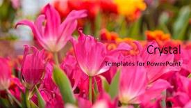  Presentation with spring flowers on textured - Amazing presentation having closeup of beautiful tulips spring backdrop and a coral colored foreground