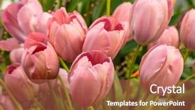  Presentation with spring flowers on textured - Beautiful presentation theme featuring closeup of beautiful tulips spring backdrop and a coral colored foreground