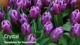  Presentation with spring flowers on textured - Colorful presentation enhanced with closeup of beautiful tulips spring backdrop and a forest green colored foreground