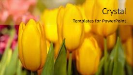 Presentation with jasmine spring flowers - Presentation design having closeup of beautiful tulips spring background and a gold colored foreground