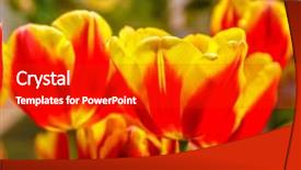  Presentation with beautiful spring flowers - Colorful PPT theme enhanced with closeup of beautiful tulips spring backdrop and a dark gray colored foreground