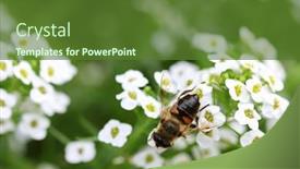  Presentation with white flowers - Beautiful PPT layouts featuring closeup-of-bee-enjoying backdrop and a tawny brown colored foreground