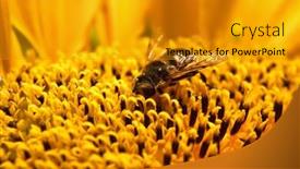  Presentation with bee - Colorful slide set enhanced with closeup of bee on sunflower macro backdrop and a gold colored foreground