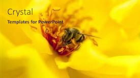  Presentation with yellow rose - Amazing PPT theme having closeup of bee on yellow rose backdrop and a light gray colored foreground