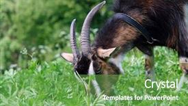  Presentation with cartoon goat - Slides featuring closeup of billy goat grazing background and a seafoam green colored foreground