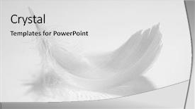  Presentation with feather - Slide set featuring closeup of birds feather background and a light gray colored foreground