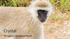  Presentation with serengeti africa - Cool new presentation theme with closeup of black faced vervet backdrop and a soft green colored foreground