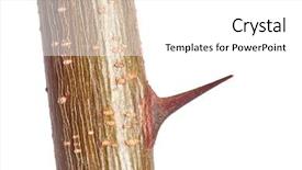  Presentation with thorn - Colorful theme enhanced with closeup of black locust shrubbery backdrop and a white colored foreground