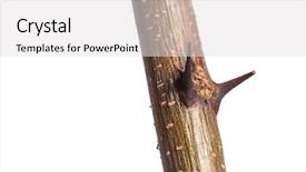  Presentation with thorn - Amazing PPT theme having closeup of black locust shrubbery backdrop and a light gray colored foreground