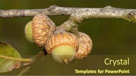  Presentation with blackjack - Audience pleasing PPT theme consisting of closeup-of-blackjack-oak-acorns backdrop and a tawny brown colored foreground
