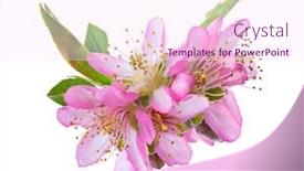  Presentation with almond - Amazing slide deck having closeup-of-blooming-almond-flowers backdrop and a pink colored foreground