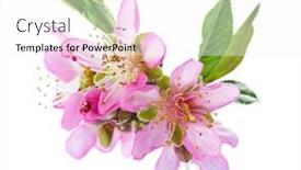  Presentation with almond - Amazing PPT theme having closeup-of-blooming-almond-flowers backdrop and a white colored foreground