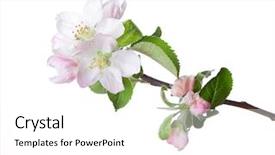 Presentation with apple flower - Colorful slide deck enhanced with closeup of blooming apple twig backdrop and a white colored foreground