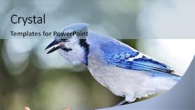  Presentation with bird - Colorful slide set enhanced with closeup of blue jay bird backdrop and a light blue colored foreground