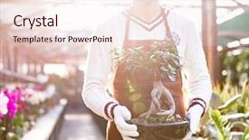  Presentation with bonsai - Audience pleasing slide set consisting of closeup of bonsai tree in pot holded by man gardener in brown apron and garden gloves backdrop and a sky blue colored foreground