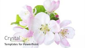  Presentation with branch - Amazing presentation design having closeup-of-branch-with-apple backdrop and a white colored foreground