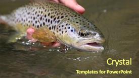  Presentation with trout - Beautiful presentation featuring closeup of brown trout caught backdrop and a tawny brown colored foreground