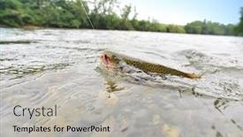  Presentation with trout - Audience pleasing slide set consisting of closeup of brown trout fish being fishhooked backdrop and a light gray colored foreground