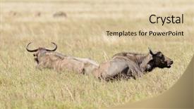  Presentation with about name of pictures - Amazing slide deck having closeup of buffalo scientific name backdrop and a lemonade colored foreground