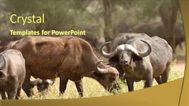  Presentation with scientific - Presentation design enhanced with closeup-of-buffalo-scientific-name background and a tawny brown colored foreground