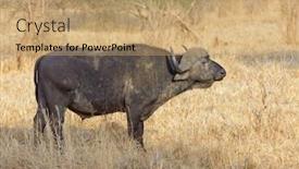  Presentation with buffalo hoof print - Slide set enhanced with closeup-of-buffalo-scientific-name background and a coral colored foreground