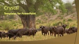  Presentation with scientific - Amazing PPT theme having closeup-of-buffalo-scientific-name backdrop and a tawny brown colored foreground