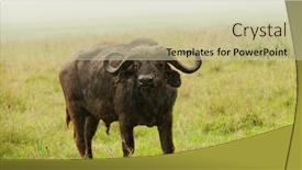  Presentation with name - Amazing presentation design having closeup-of-buffalo-scientific-name backdrop and a soft green colored foreground