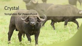  Presentation with name - Cool new PPT theme with closeup of buffalo scientific name backdrop and a soft green colored foreground