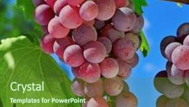  Presentation with vine - Colorful presentation enhanced with tempranillo - closeup of bunch of ripe backdrop and a tawny brown colored foreground