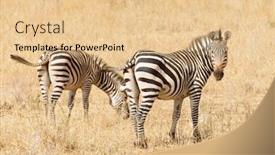  Presentation with scientific - Presentation featuring closeup-of-burchell-s-zebra background and a lemonade colored foreground