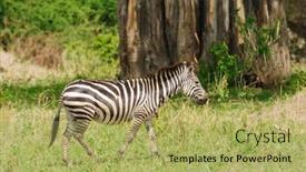  Presentation with closeup of sugarcane plants - Audience pleasing PPT layouts consisting of closeup-of-burchell-s-zebra backdrop and a yellow colored foreground