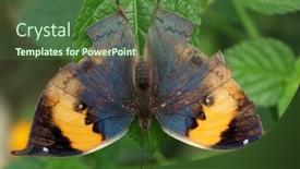  Presentation with butterfly - Presentation theme having closeup-of-butterfly-on-green background and a tawny brown colored foreground