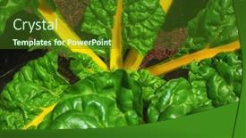  Presentation with swiss chard - Presentation theme having closeup-of-canary-yellow-swiss background and a forest green colored foreground