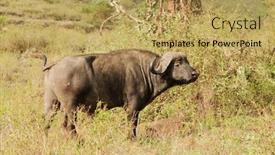  Presentation with scientific - PPT theme featuring closeup-of-cape-buffalo-scientific background and a yellow colored foreground