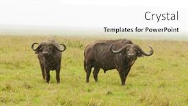  Presentation with name - Amazing PPT layouts having closeup-of-cape-buffalo-scientific backdrop and a white colored foreground