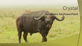 Presentation with scientific - Cool new PPT layouts with closeup-of-cape-buffalo-scientific backdrop and a mint green colored foreground