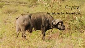  Presentation with national - Beautiful slides featuring closeup-of-cape-buffalo backdrop and a yellow colored foreground