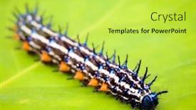  Presentation with caterpillar - PPT theme consisting of closeup of caterpillar background and a yellow colored foreground