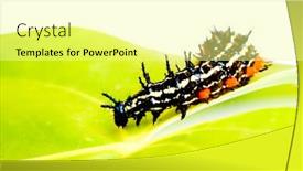 Presentation with caterpillar - Theme having closeup of caterpillar background and a blonde colored foreground